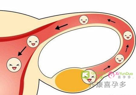 卵泡长大后不能正常排出是哪里出了问题？是什么原因导致不排卵？