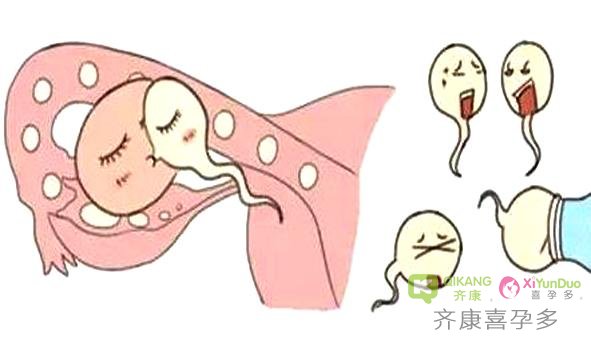 如何养出高质量的卵子？做好这7点能提高受孕机会生出健康宝宝！