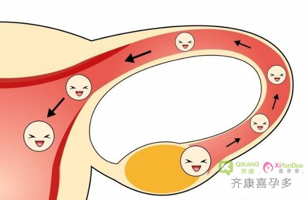 备孕检查都正常，就是不能怀孕，有可能是卵泡在搞问题！