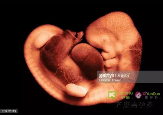 齐康喜孕多孕育小课堂：试管移植后宝宝在孕妈体内如何生长的？