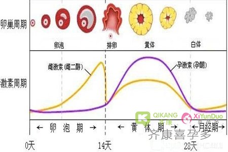 为什么做试管婴儿的准妈妈都要补充黄体酮呢？