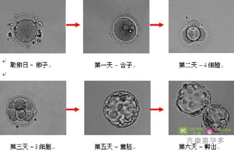 试管婴儿知识课堂：5天和7天的囊胚，生殖潜能有什么不同？