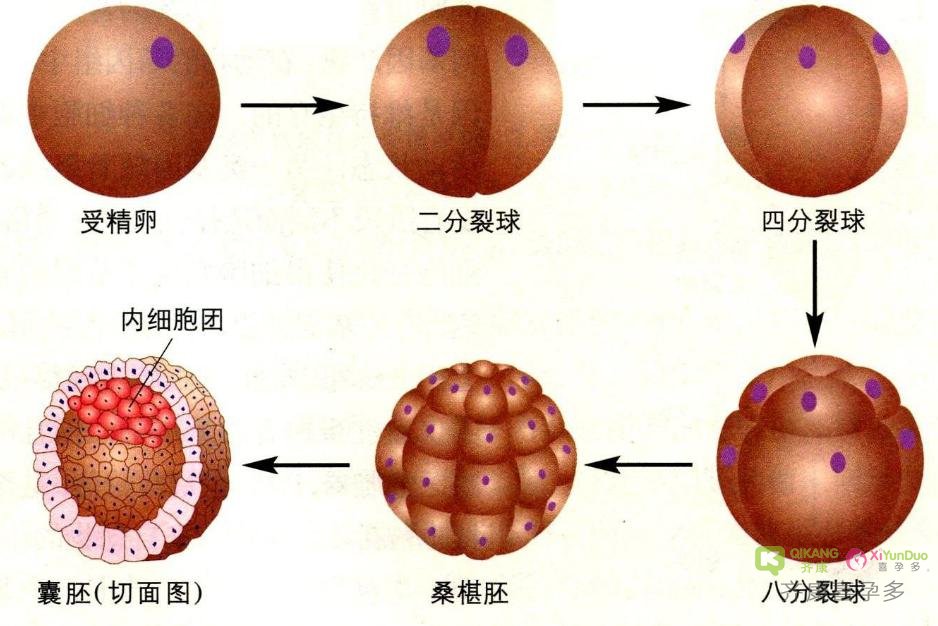 试管婴儿知识课堂：5天和7天的囊胚，生殖潜能有什么不同？