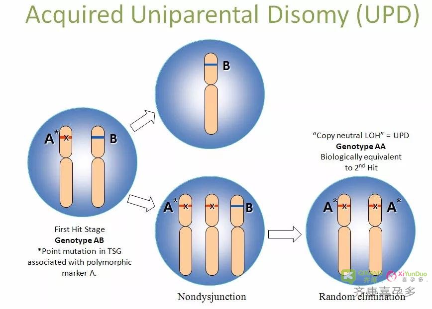 单亲二体性！打破教科书理论：父母给你的染色体数量，可能根本不一样