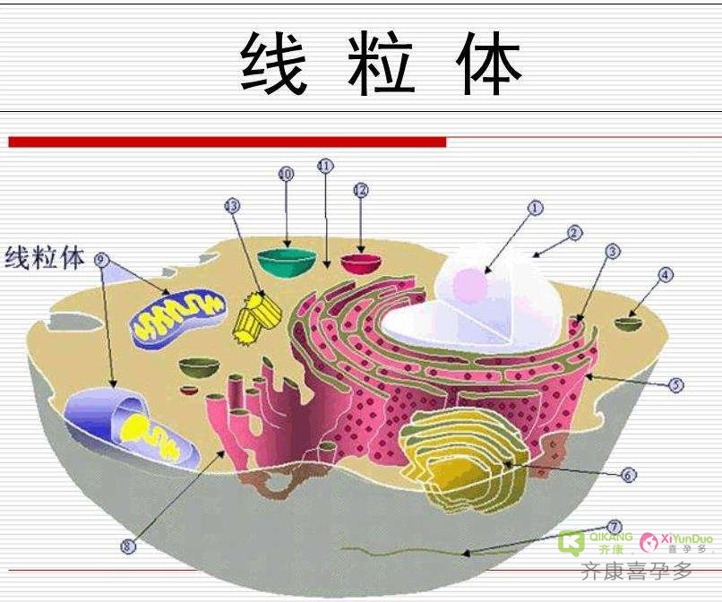 第四代试管婴儿技术：卵泡浆置换术的原理核心——线粒体置换