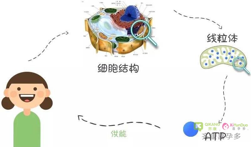 第四代试管婴儿技术：卵泡浆置换术的原理核心——线粒体置换