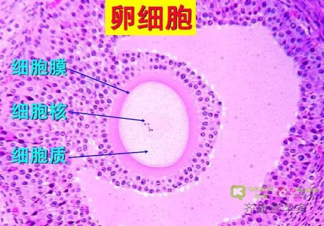 第四代试管婴儿技术：卵泡浆置换术的原理核心——线粒体置换