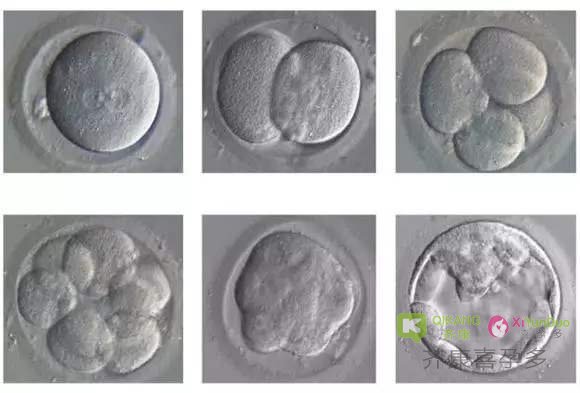 揭秘！第三代试管婴儿的囊胚培养是怎么一个过程？