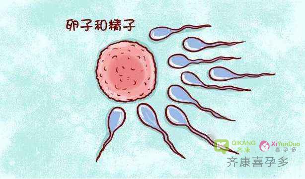 促排后取出卵子数量多，但移植可用胚胎数量少是什么原因？