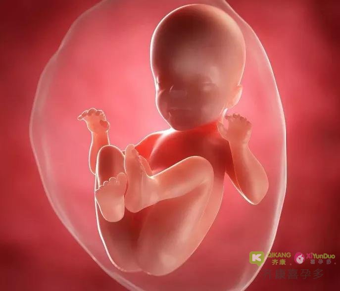 嵌合体胚胎马赛克胚胎是什么意思？可以移植吗？能否着床成功生出健康的宝宝？