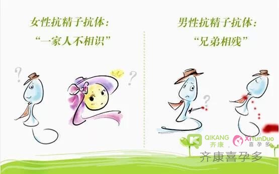 抗精子抗体引起不孕怎么办？可以通过试管婴儿怀孕吗？