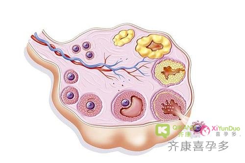 38岁的二婚女性做试管婴儿能成功吗？成功率有多高？
