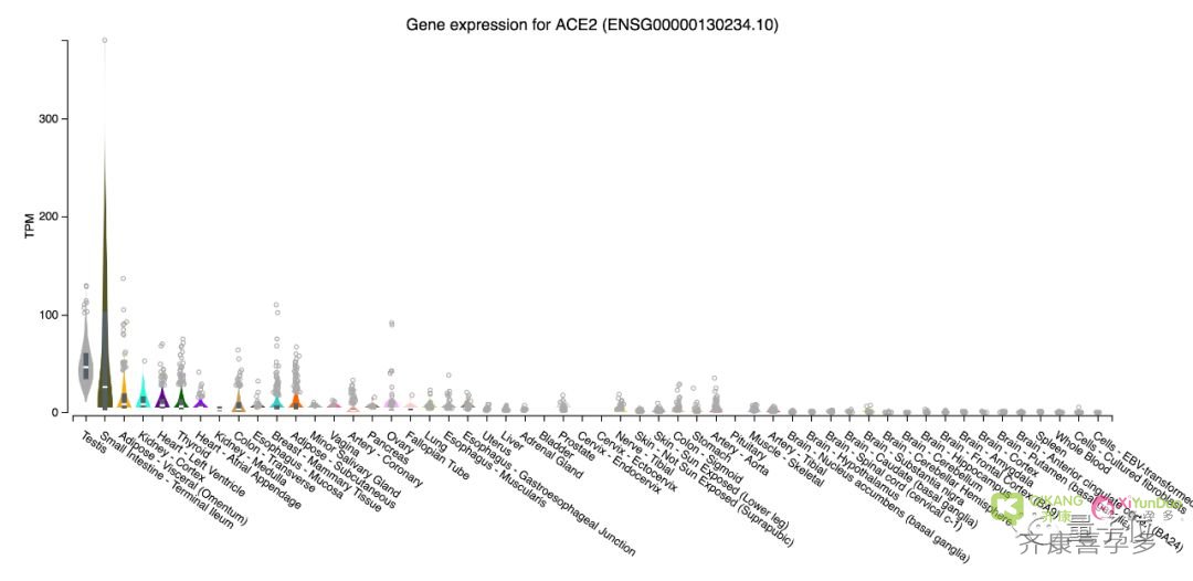 新冠病毒影响男性生殖能力，肾脏睾丸易感染，科学家建议康复患者检查生殖系统