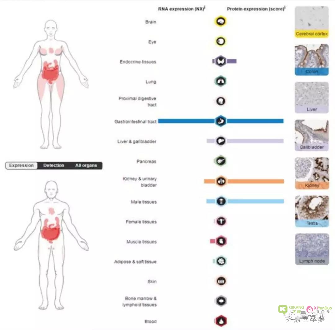 新冠病毒影响男性生殖能力，肾脏睾丸易感染，科学家建议康复患者检查生殖系统