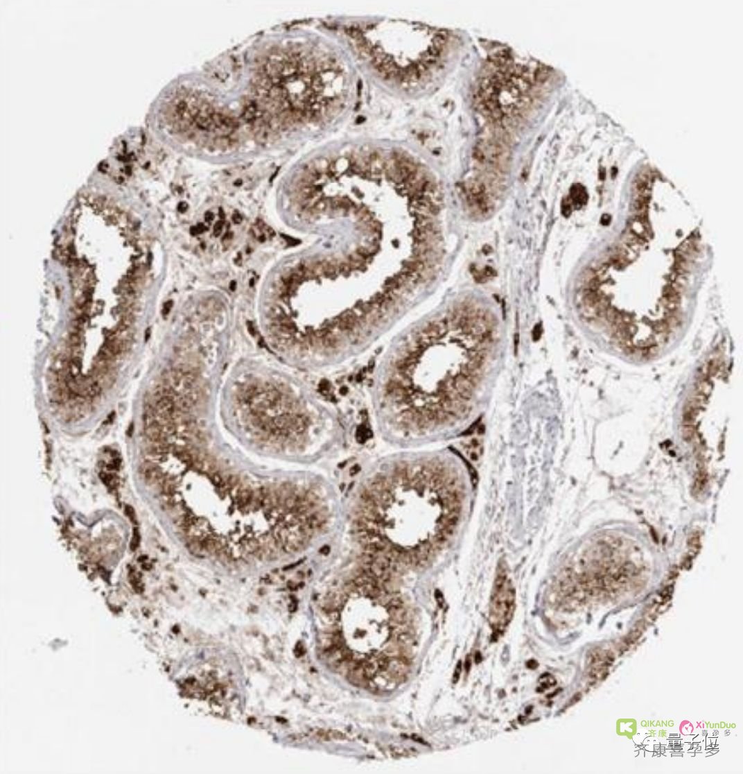 新冠病毒影响男性生殖能力，肾脏睾丸易感染，科学家建议康复患者检查生殖系统