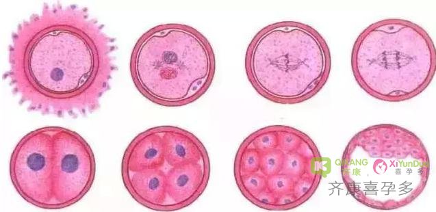 喜孕多小课堂：每个胚胎都应该筛查吗？