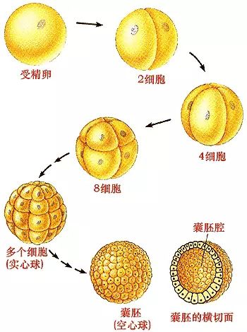 试管移植后到验孕的这段时间，胚胎在子宫内都在做什么？