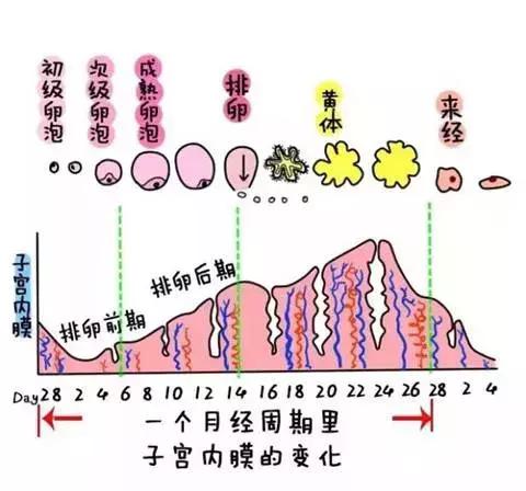 为什么有过多次流产经历的女性，受孕起来比较困难？