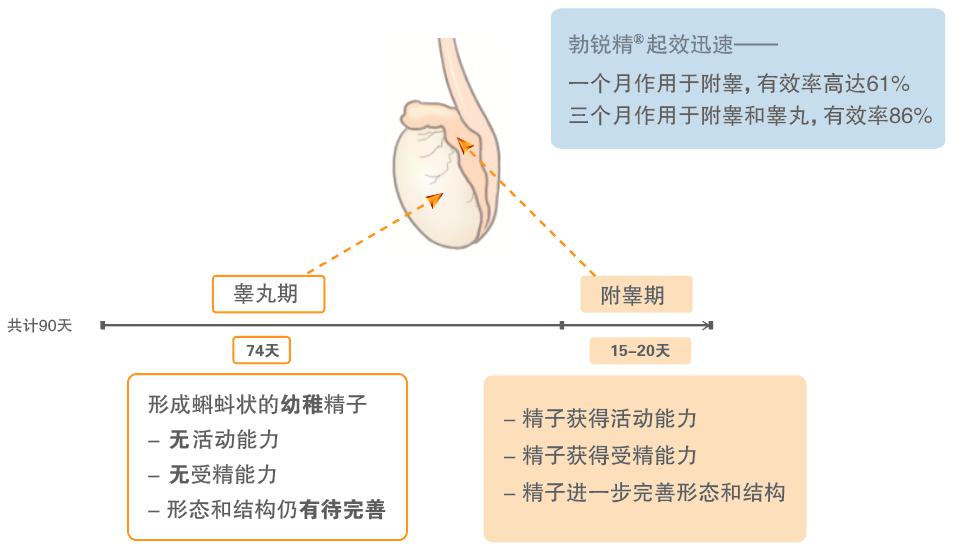 勃锐精在男性不育以及提高三代试管婴儿成功率中的作用