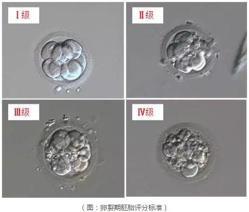 三代试管是如何给胚胎分级别的？试管婴儿胚胎质量等级怎么分？