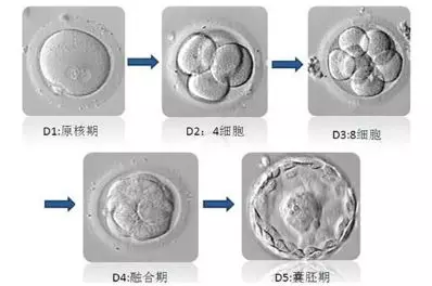 试管婴儿囊胚分级 3BB和3AB、3AA都是什么意思？有什么区别？