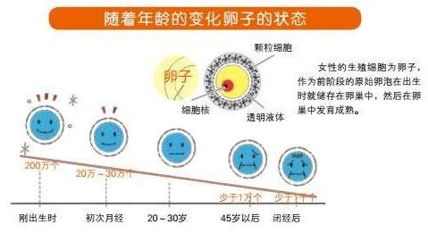 影响试管婴儿卵子质量的八大因素