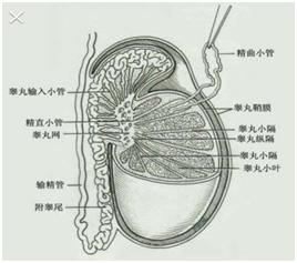 齐康喜孕多浅谈男性不孕症状之——附睾炎