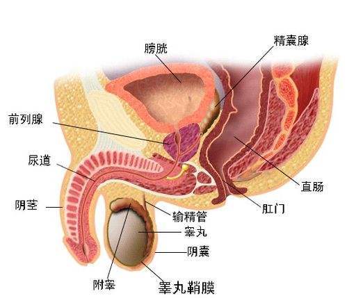 齐康喜孕多浅谈男性不孕症状之——附睾炎