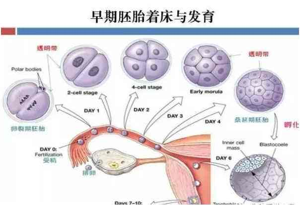 试管婴儿过程中，胚胎移植容易出现哪些问题？