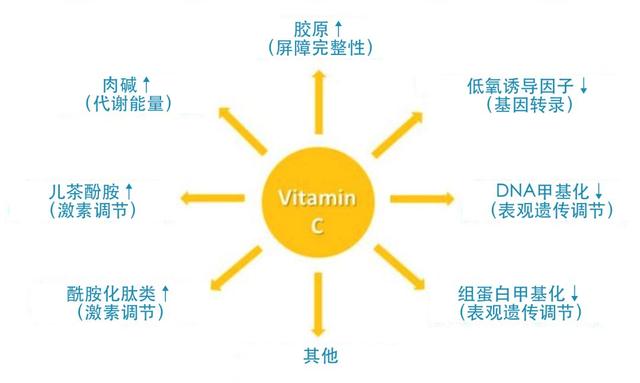 预防新型冠状病毒，补充VC真的有效果吗？