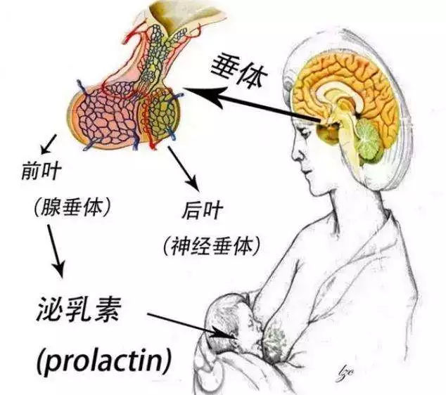 催乳素偏高会不孕吗？催乳素偏高怎么办？