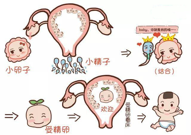 精子进入女人体内，没有跟卵子“结合”都跑去哪儿了？