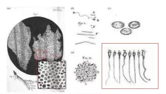 “骗人”的精子 原来它并非像“小蝌蚪”左右摆动前进