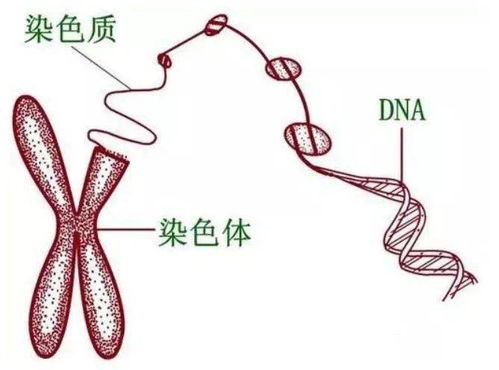 齐康喜孕多：为什么好好的胚胎就停止发育了呢？