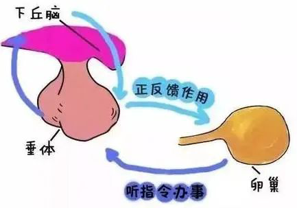 都说女人是水做的，喜孕多觉得女人是雌激素做的！