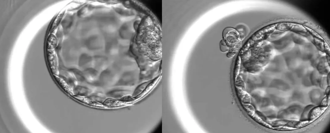 神秘的胚胎实时培育观察器之——胚胎实时观察培育器
