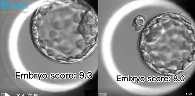 神秘的胚胎实时培育观察器之——胚胎实时观察培育器