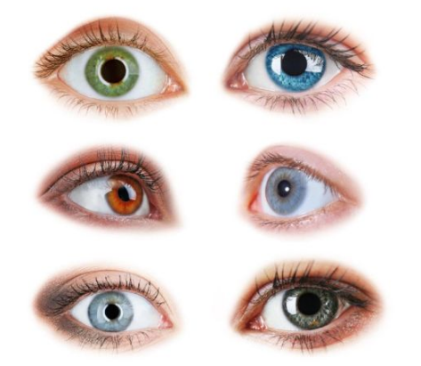 瞳孔颜色遗传规律