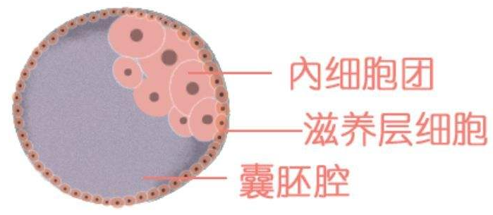 第三代试管婴儿PGS检查結果 是否非黑即白？