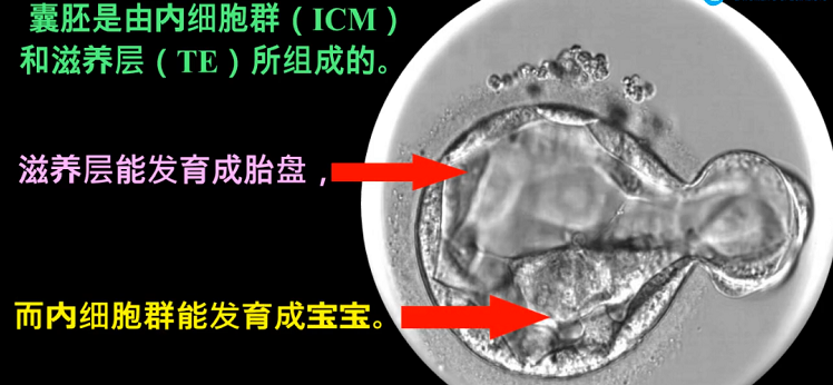 第三代试管婴儿胚胎活检是怎么回事？