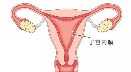 子宫内膜为何过薄或者过厚？