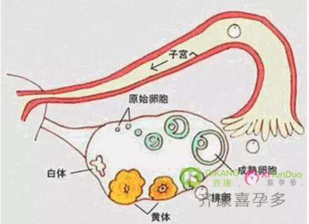 医生评判卵巢好不好，是看哪几项？