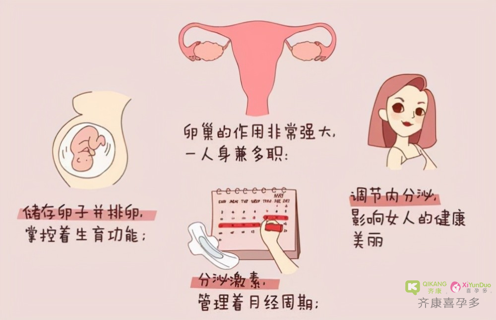 喜孕多告诉你：女人的卵巢有什么用