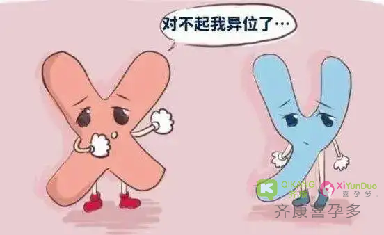 喜孕多告诉你：什么是染色体？