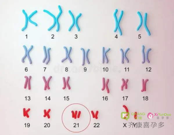 喜孕多告诉你：什么是染色体？