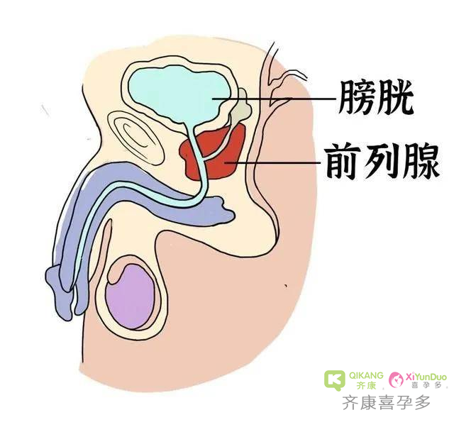 男性如何保护好自己的生殖功能