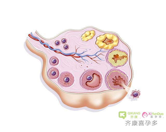 黄体在试管中起到什么作用