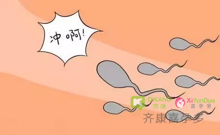 男性孕前“养精”蓄锐