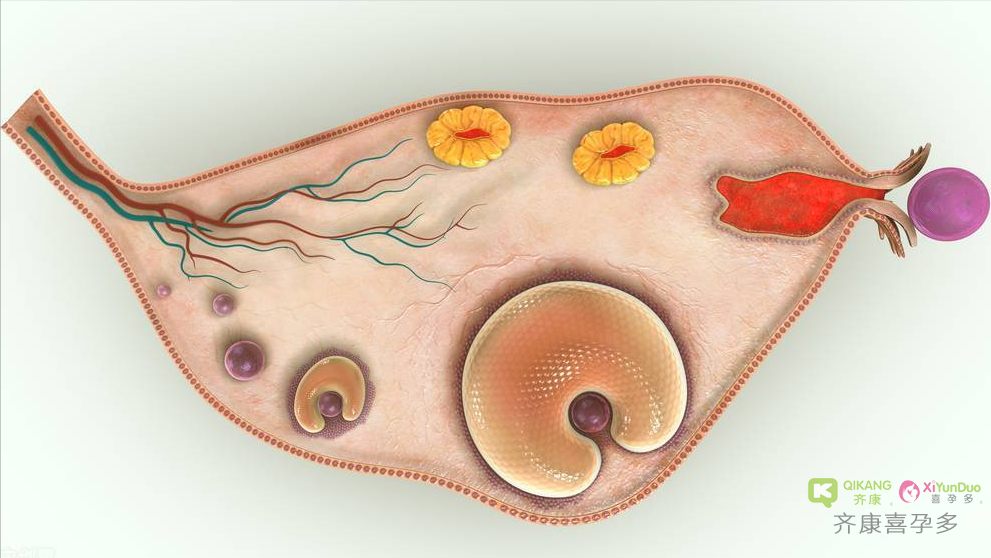 卵泡发育不良很糟心，可能是这6个因素导致的