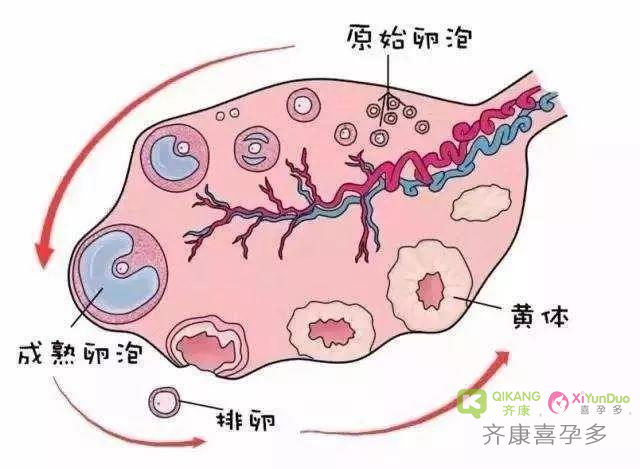 喜孕多告诉你：日常如何养出又大又圆卵泡？